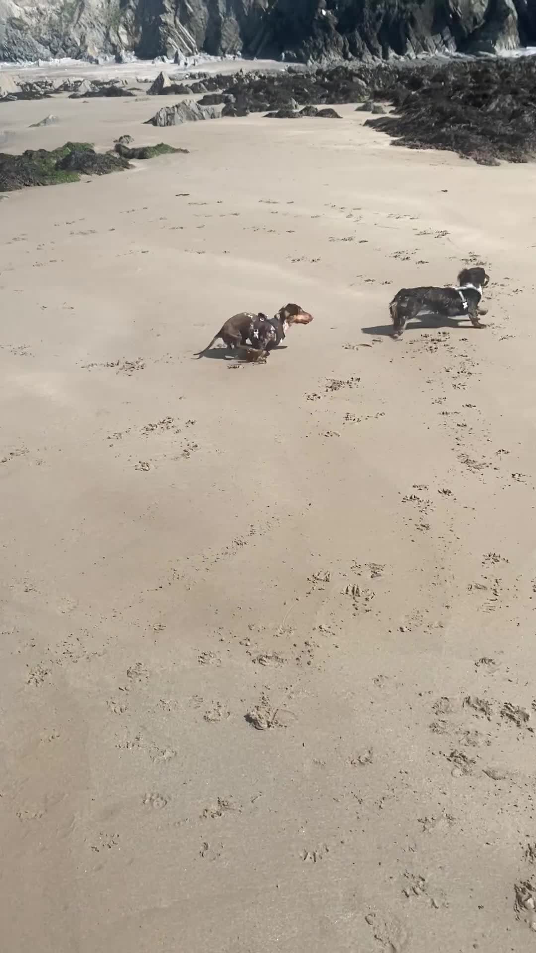 Miniature Dachshund dogs for sale: Beautiful Miniature Dachshund Puppies 🩵🩷🩷🩷 - Video 1