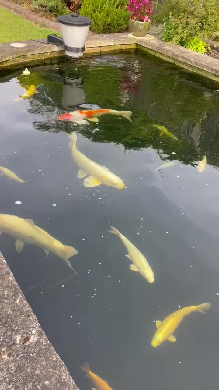 Koi Carp fish for sale: Koi Carp for sale - Video 1