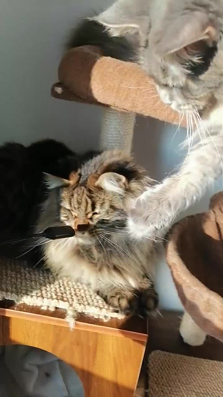 Maine Coon cats for sale: SHOW QUALITY MAINE COON KITTENS  - Video 4