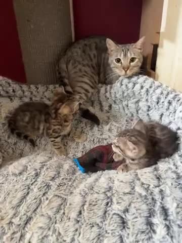 Bengal cats for sale: Bengal kittens pedigreed and registered - Video 1