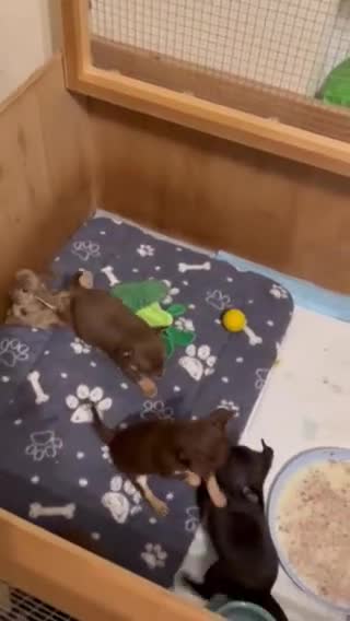 Chihuahua dogs for sale: Short Haired Chihuahua Apple Head KC Reg Puppies - Video 1