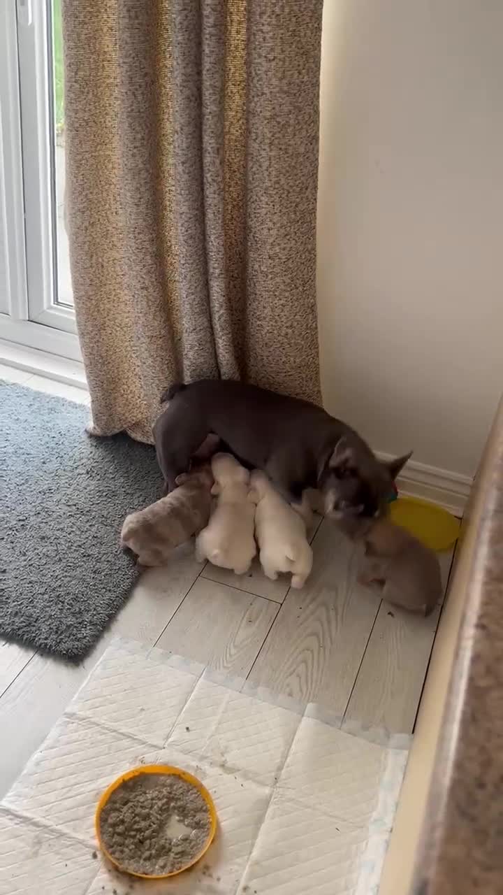 French Bulldog dogs for sale: platinum and Isabella blue fawn French bulldog  - Video 2