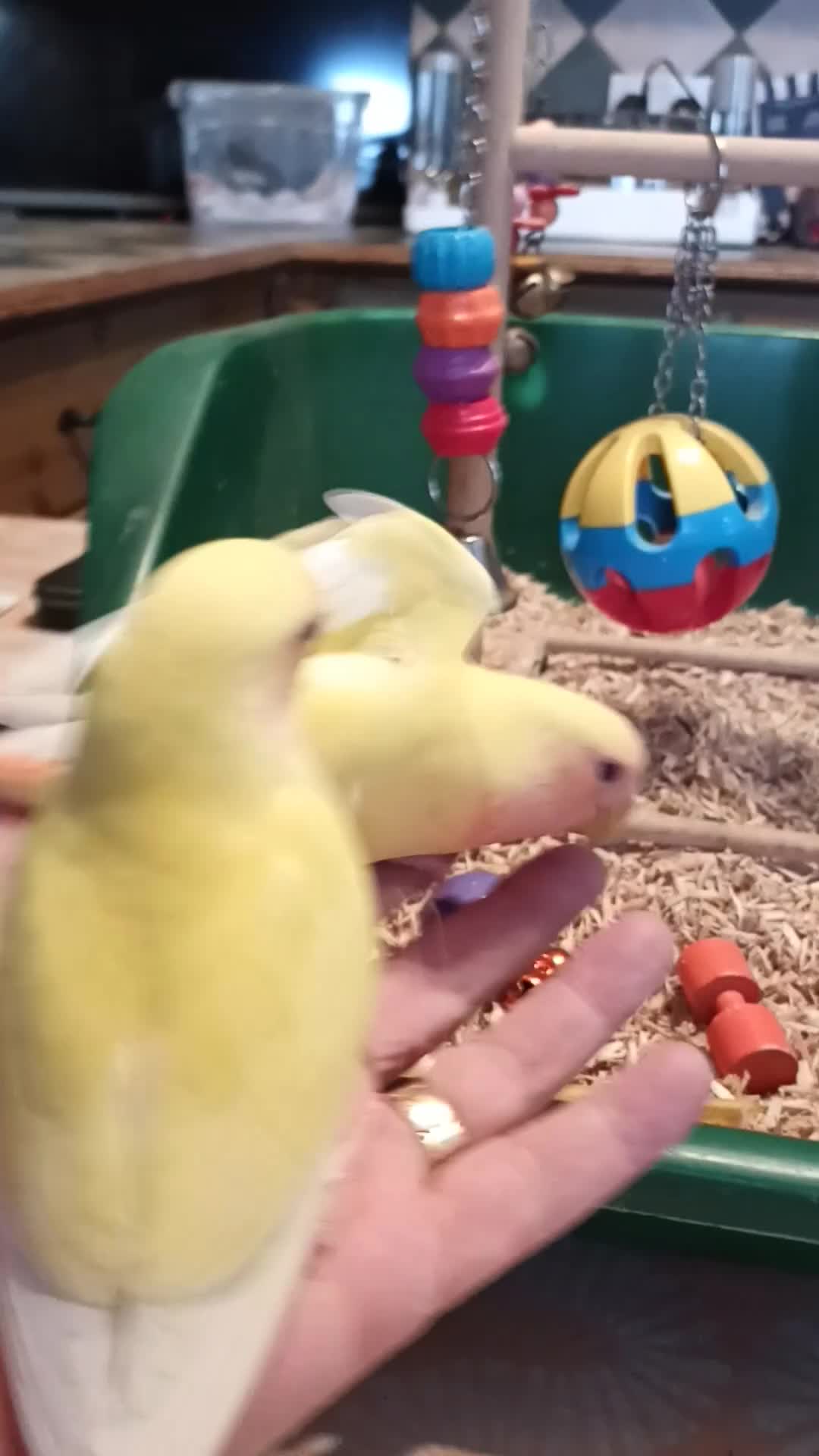 Lovebirds birds for sale: Beautiful hand reared love birds  - Video 1