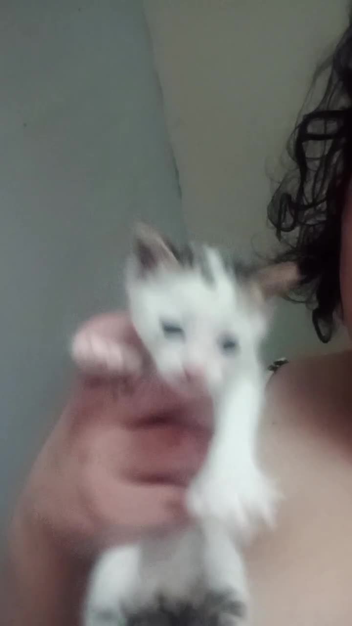 Mixed Breed cats for sale: Kittens  - Video 2