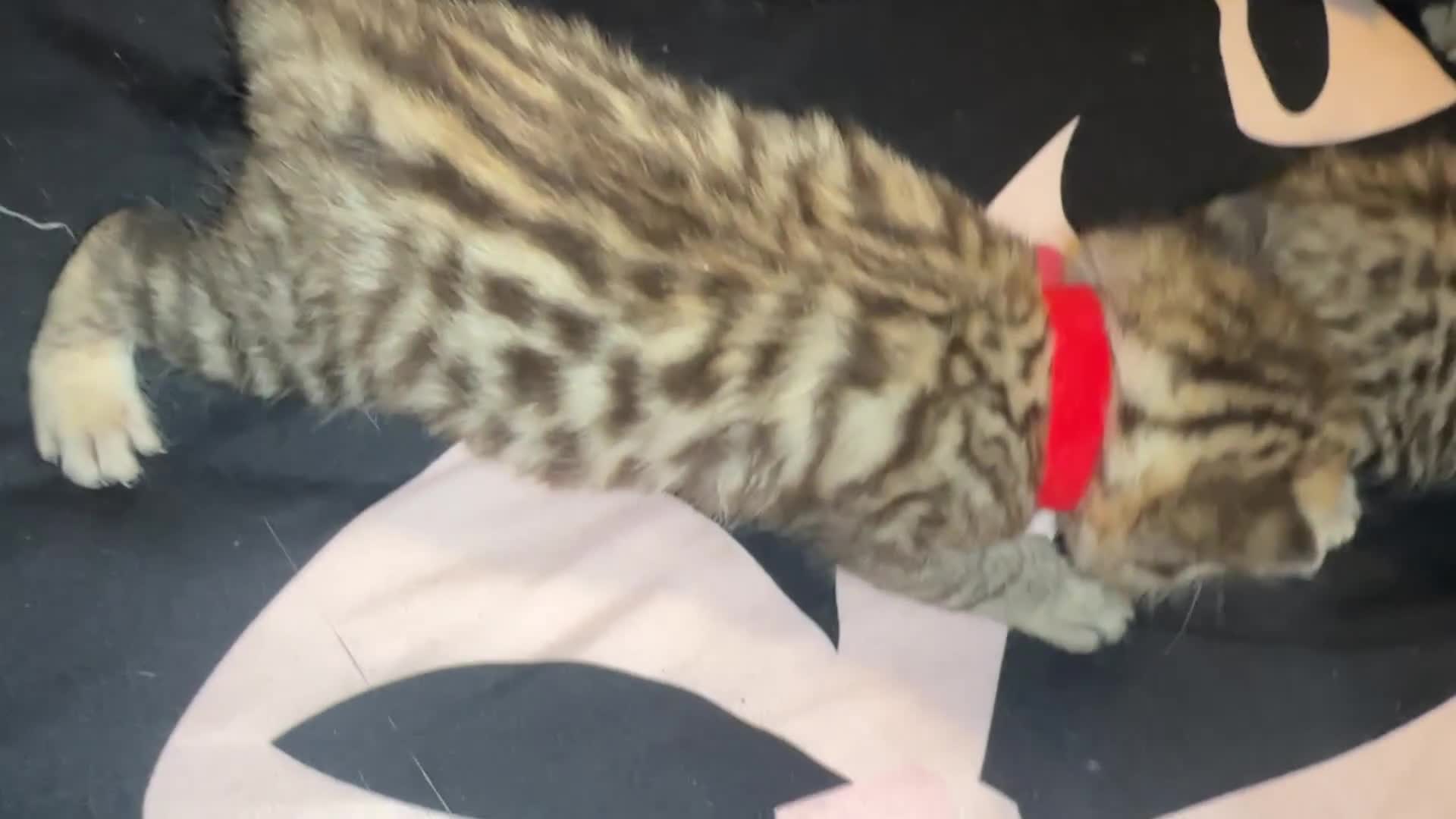 Bengal cats for sale: Stunning bengal x bsh kittens  - Video 2