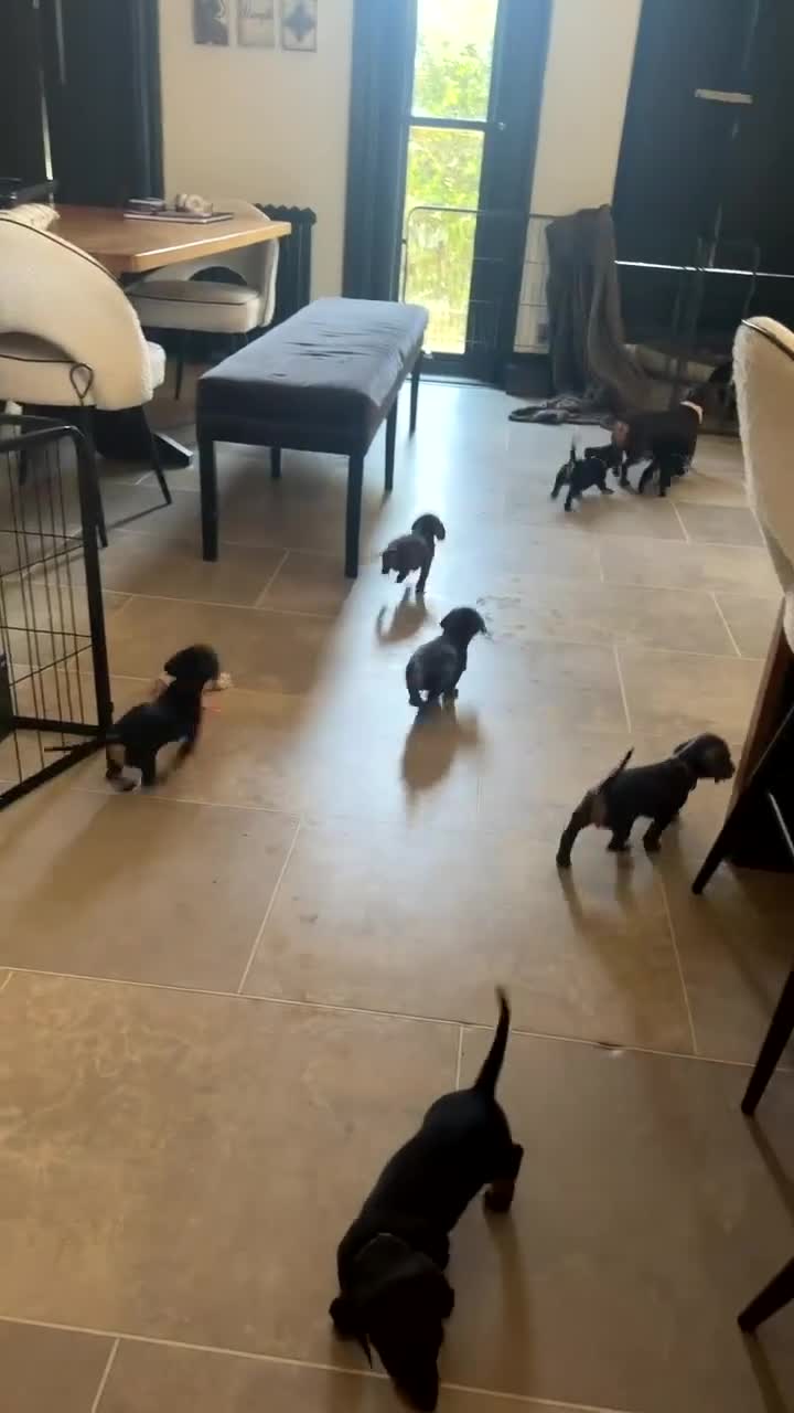 Miniature Dachshund dogs for sale: 7 Black and Tan and Blue miniature Dachshund’s  - Video 3