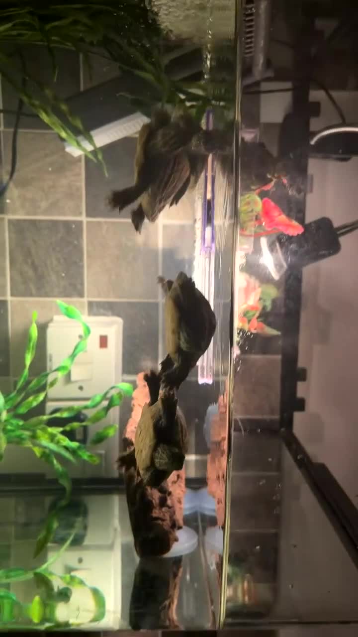 Terrapin reptiles for sale: 4 terrapins  in Birmingham - Video 3