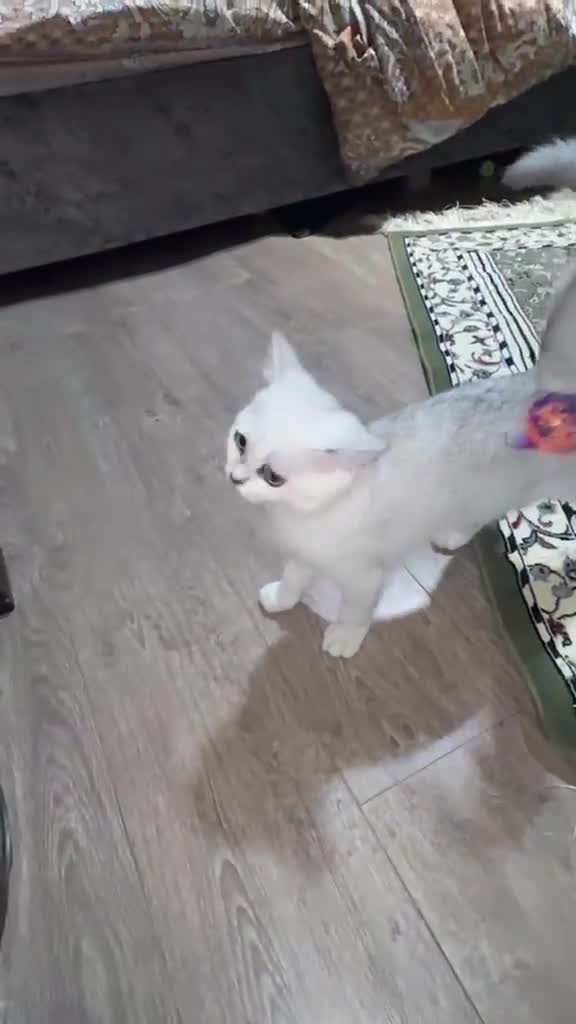 British Shorthair cats for sale: Beautiful kittens  - Video 5