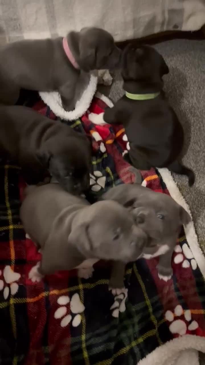 Staffordshire Bull Terrier dogs for sale: Staffordshire bull terrier puppies - Video 1