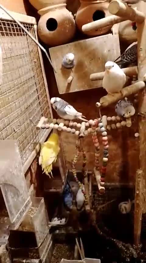 Budgerigars birds for sale: Quality Budgies For Sale - Video 1