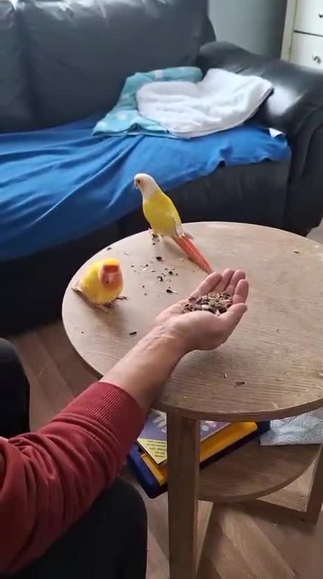 Conures birds for sale: Conure and Lovebird for Sale  - Video 2