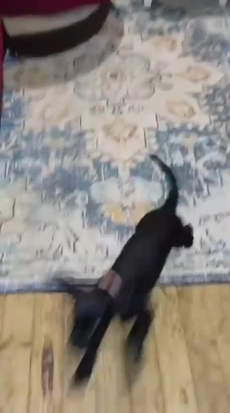Sprocker dogs for sale: Sprocker puppy last 1 vaccinated and microchipped  - Video 3