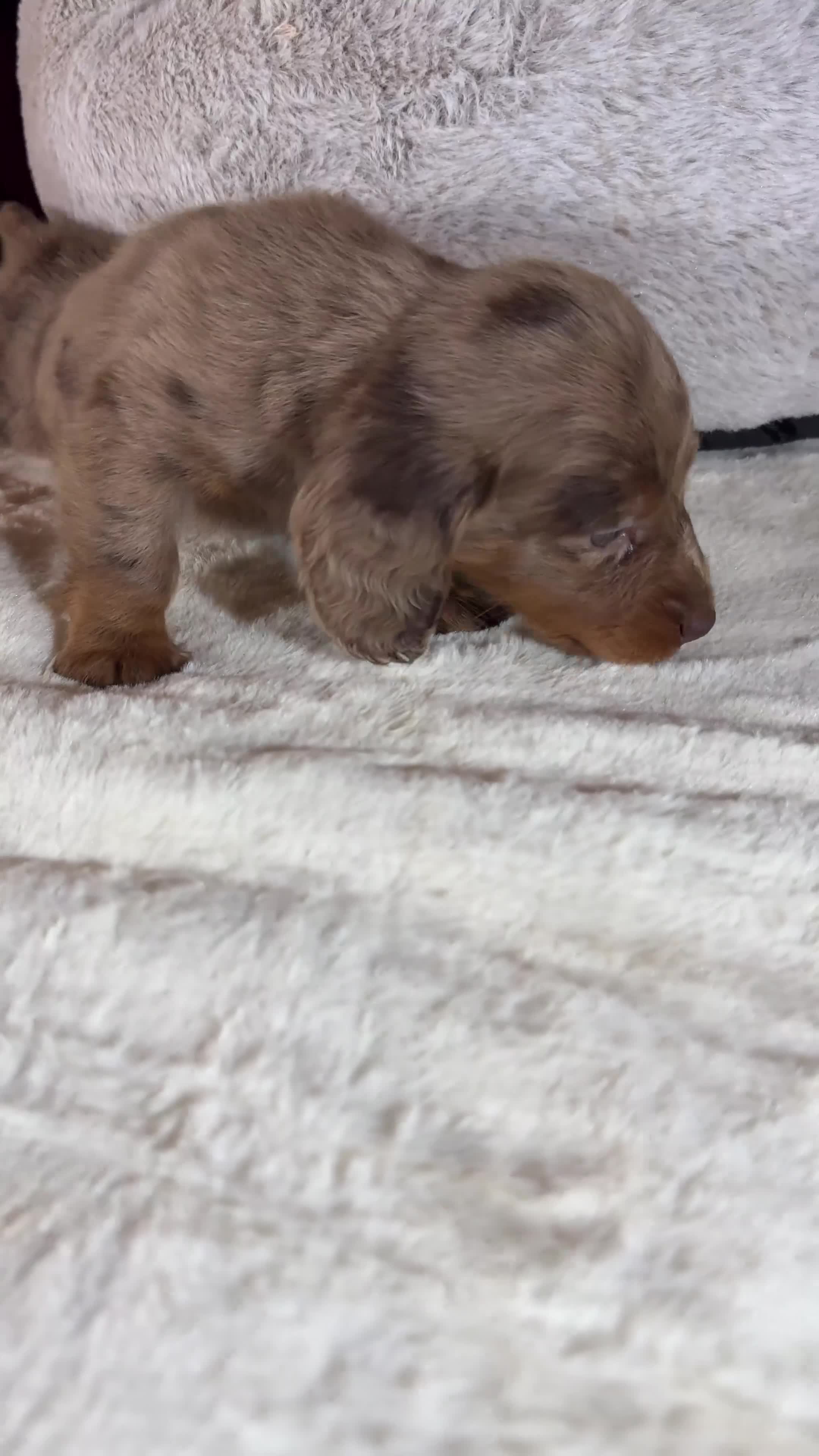 Miniature Dachshund dogs for sale: Long Hair Dachshund miniature Dapple - Video 5