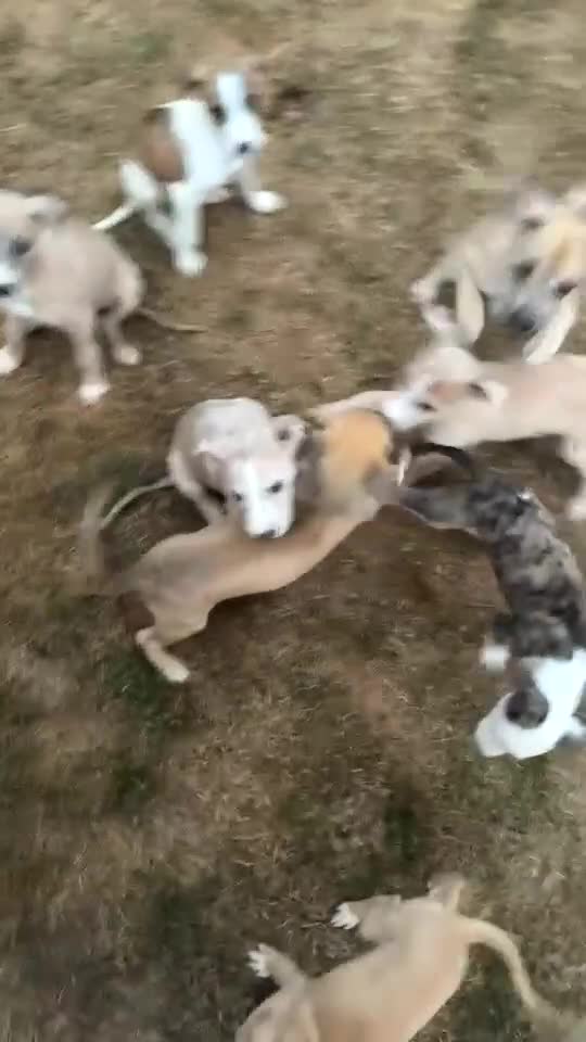 Lurcher dogs for sale: Collie whippet bull greyhound pups for sale  - Video 2