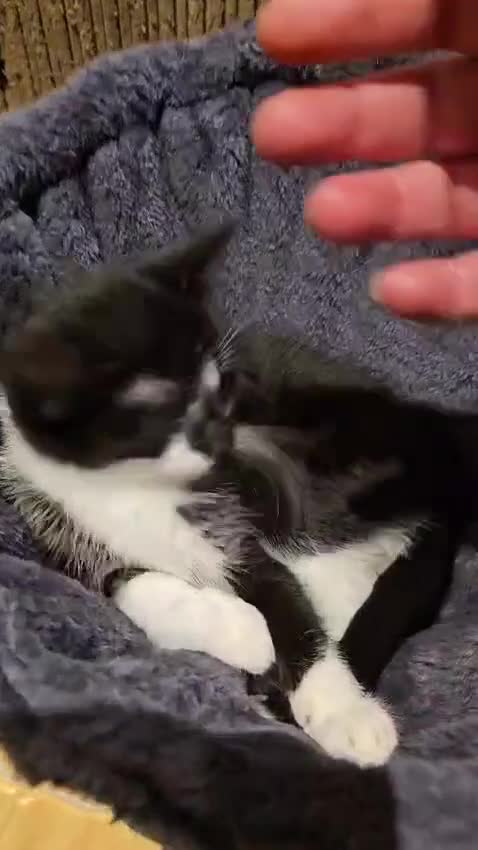 Mixed Breed cats for adoption: A pair of bonded rescue kittens need home to share - Video 1