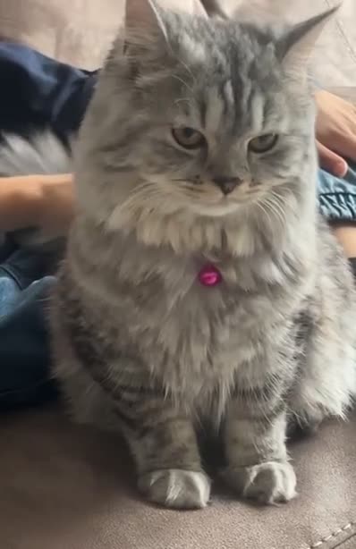 British Longhair cats for sale: Grey fluffy long haired cat  - Video 3