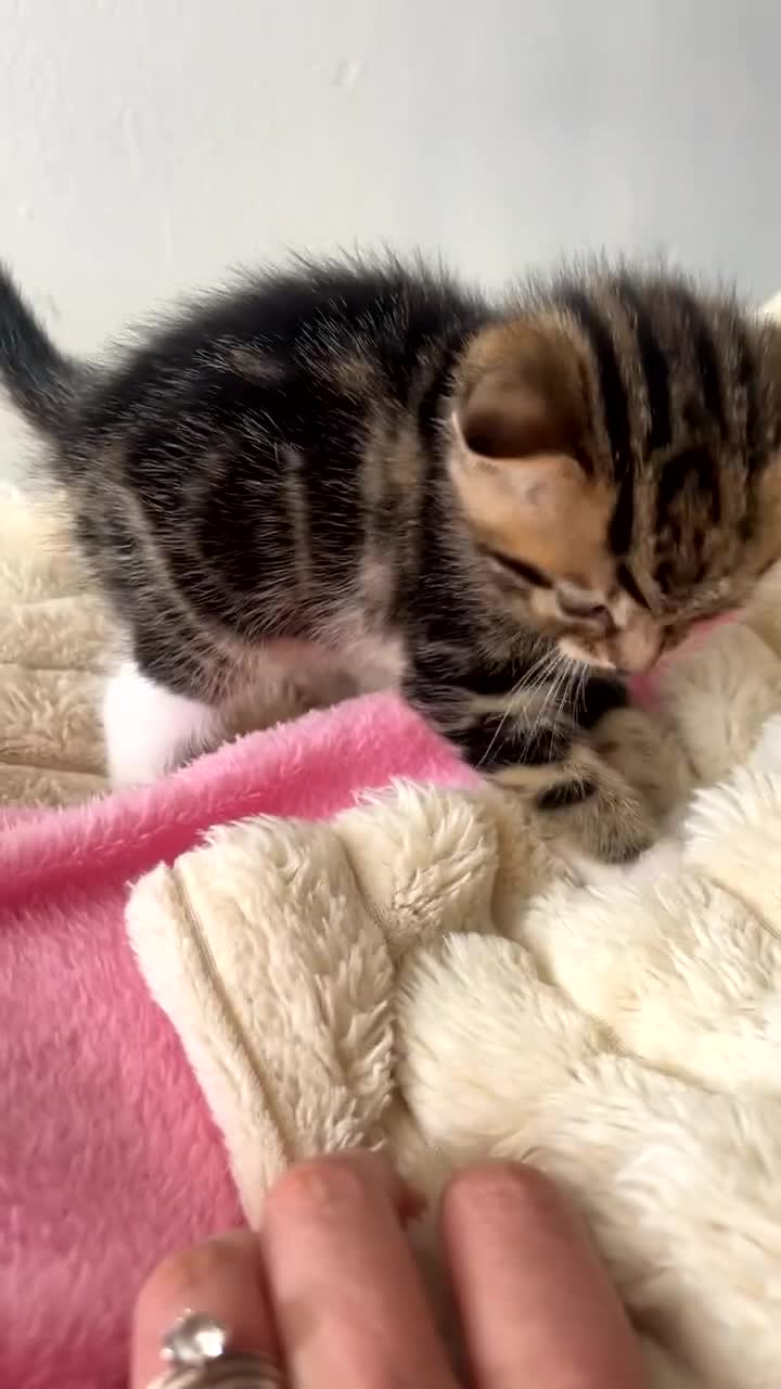 Mixed Breed cats for sale: Adorable kittens - Video 1