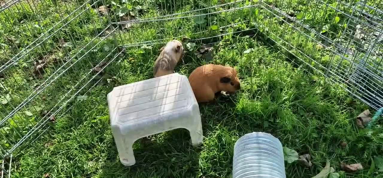 Guinea Pig rodents for sale: California x male 6m and baby boy - Video 1