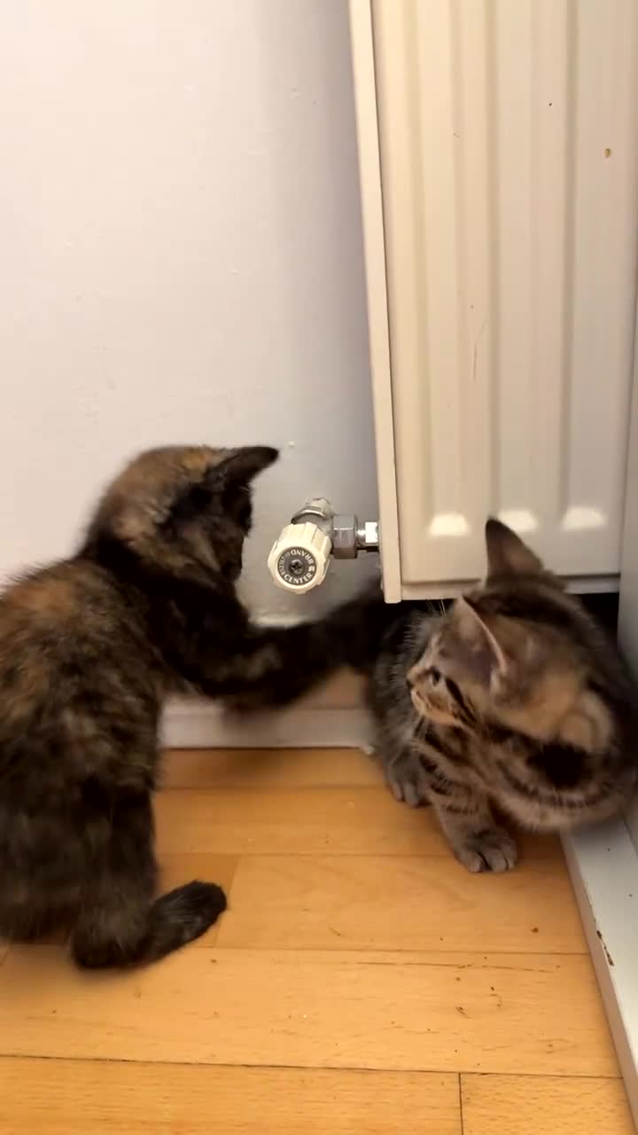 Mixed Breed cats for sale: 3 half Russian blue and mixed breed tabby - Video 2