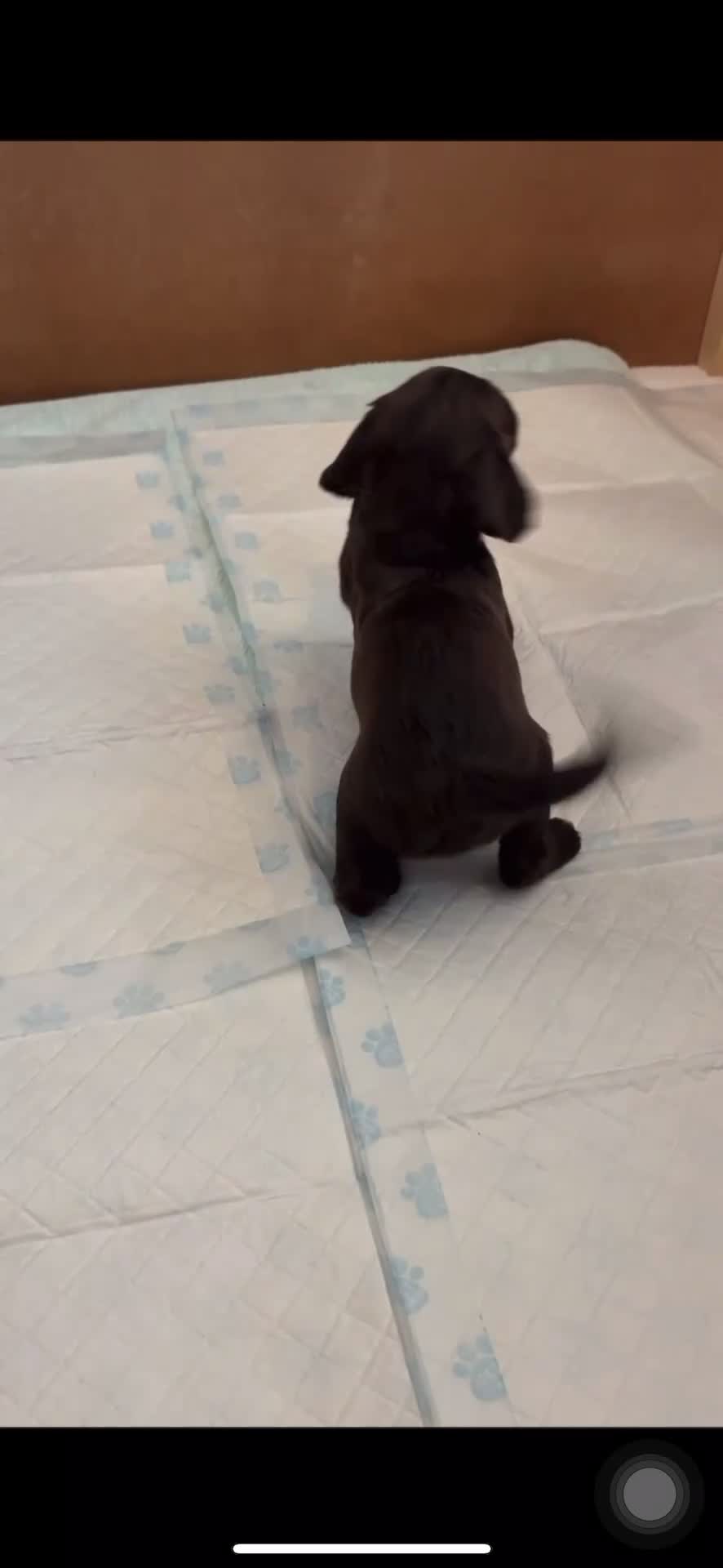 Cocker Spaniel dogs for sale: Top Working Line Cocker Spaniel Puppies in Bedlington - Video 1