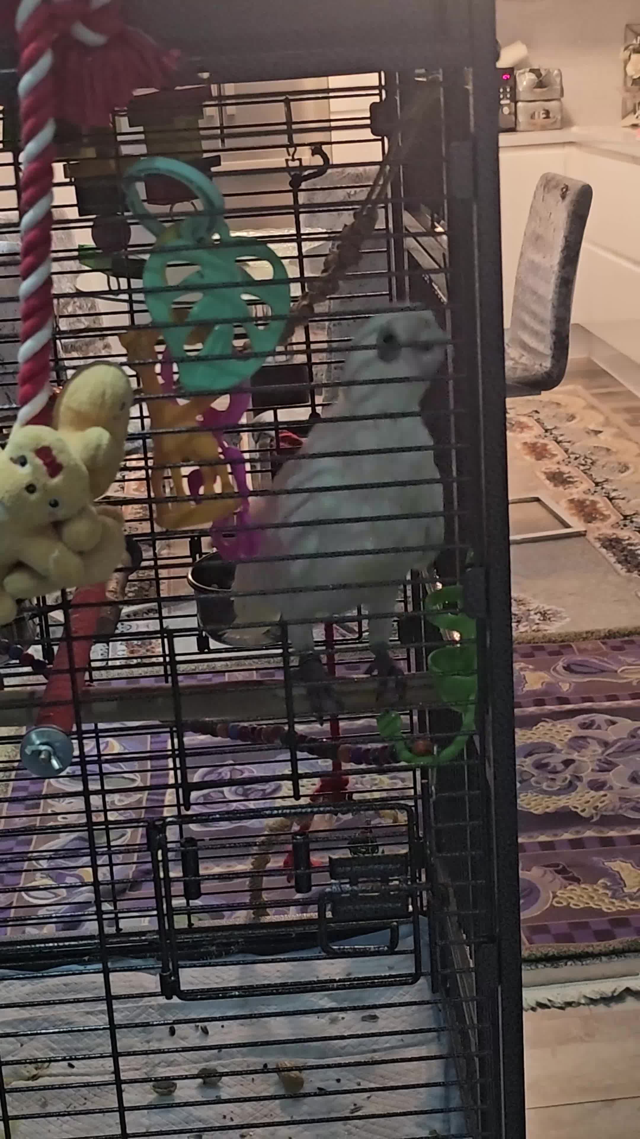 Cockatoo birds for sale: Female Curella (bare-eyed) Cockatoo - Video 1