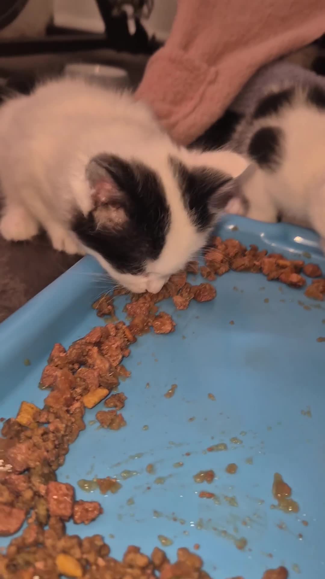 British Shorthair cats for sale: Tuxedo/Harlequin Kittens (4boys & 4girls) - Video 2