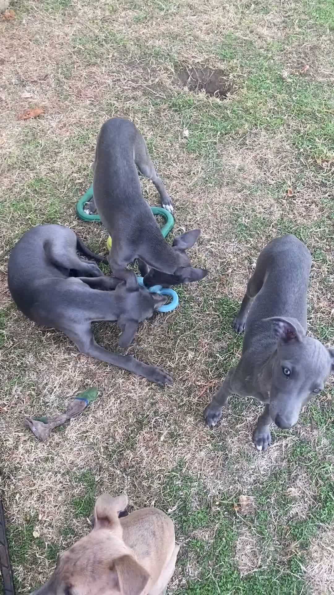 Whippet dogs for sale: Two Beautiful Whippet girls remaining  - Video 1