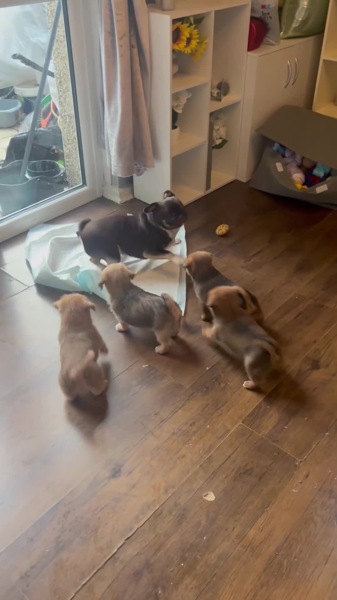 Mixed Breed dogs for sale: 3 beautiful shiranian cross pug puppies for sale.  - Video 1