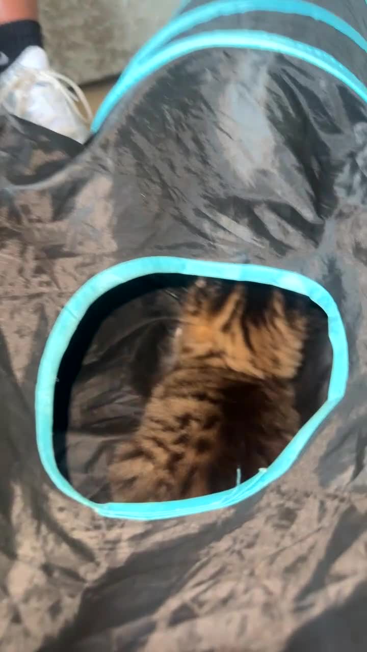 Mixed Breed cats for sale: Kitten - Video 3