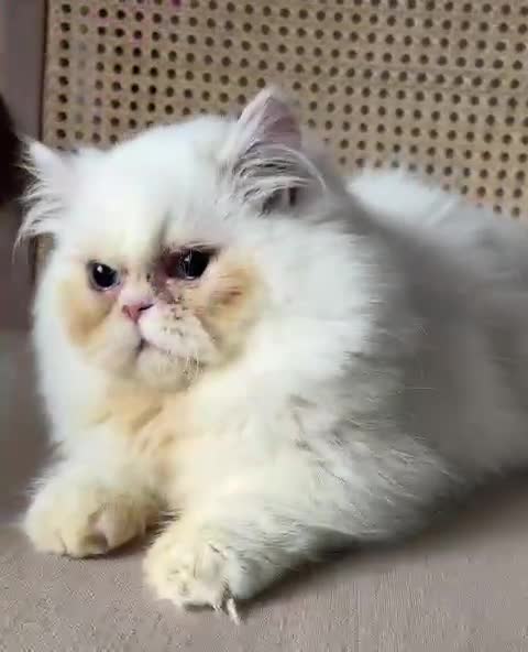 Munchkin cats for sale: Munchkin 6 months old kitten for sale - Video 2