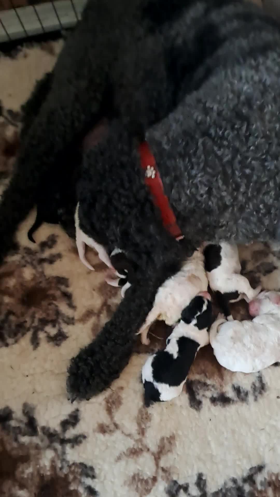 Labradoodle dogs for sale: Curly Coated Hypo-Allergenic Labradoodle Puppies   - Video 1