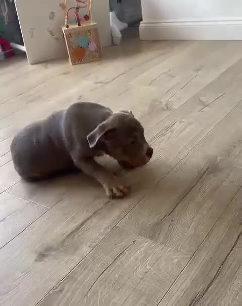 American Bully dogs for sale: American Pocket Bully (3 Generations).  - Video 1