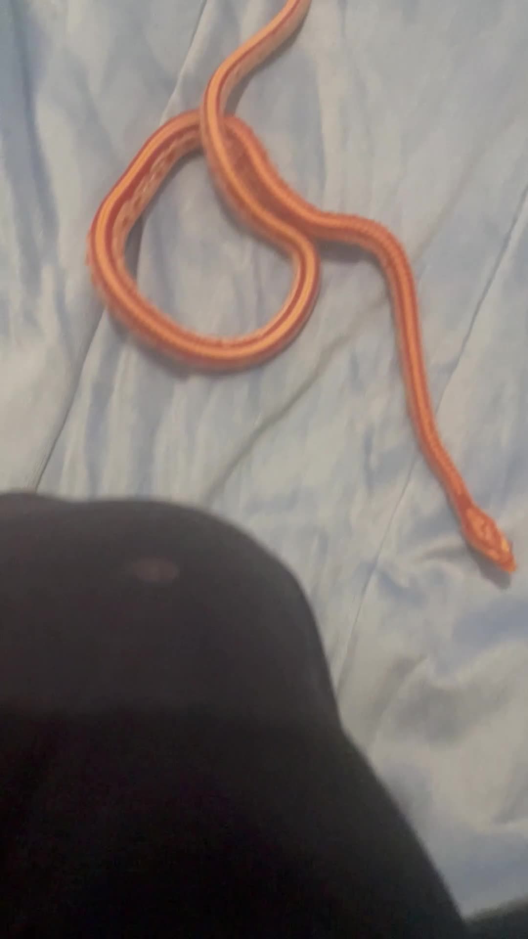 Python Snake reptiles for sale: Royal ball python - Video 3