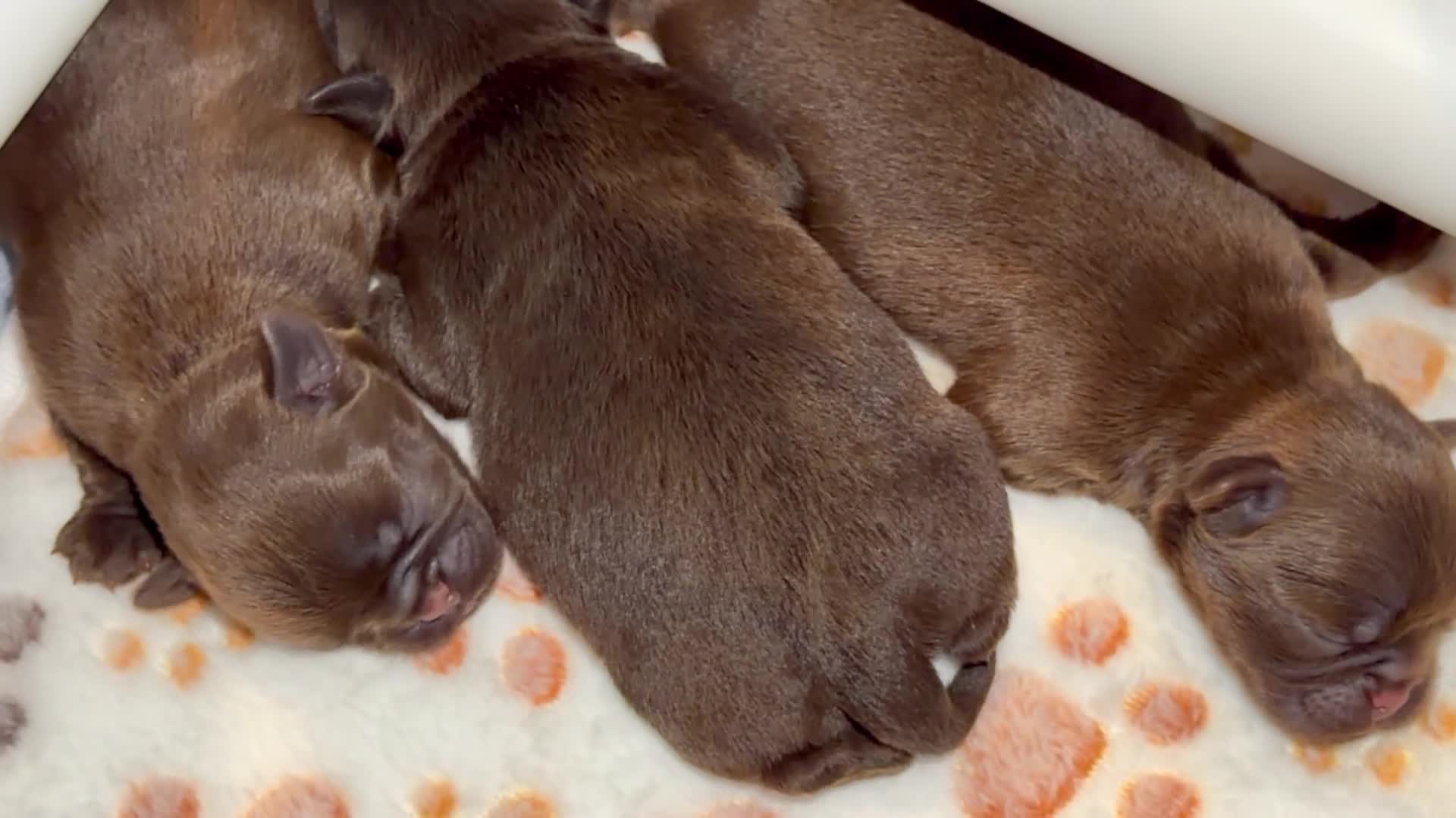 Griffon Bruxellois dogs for sale: Three chocolate boys  - Video 1