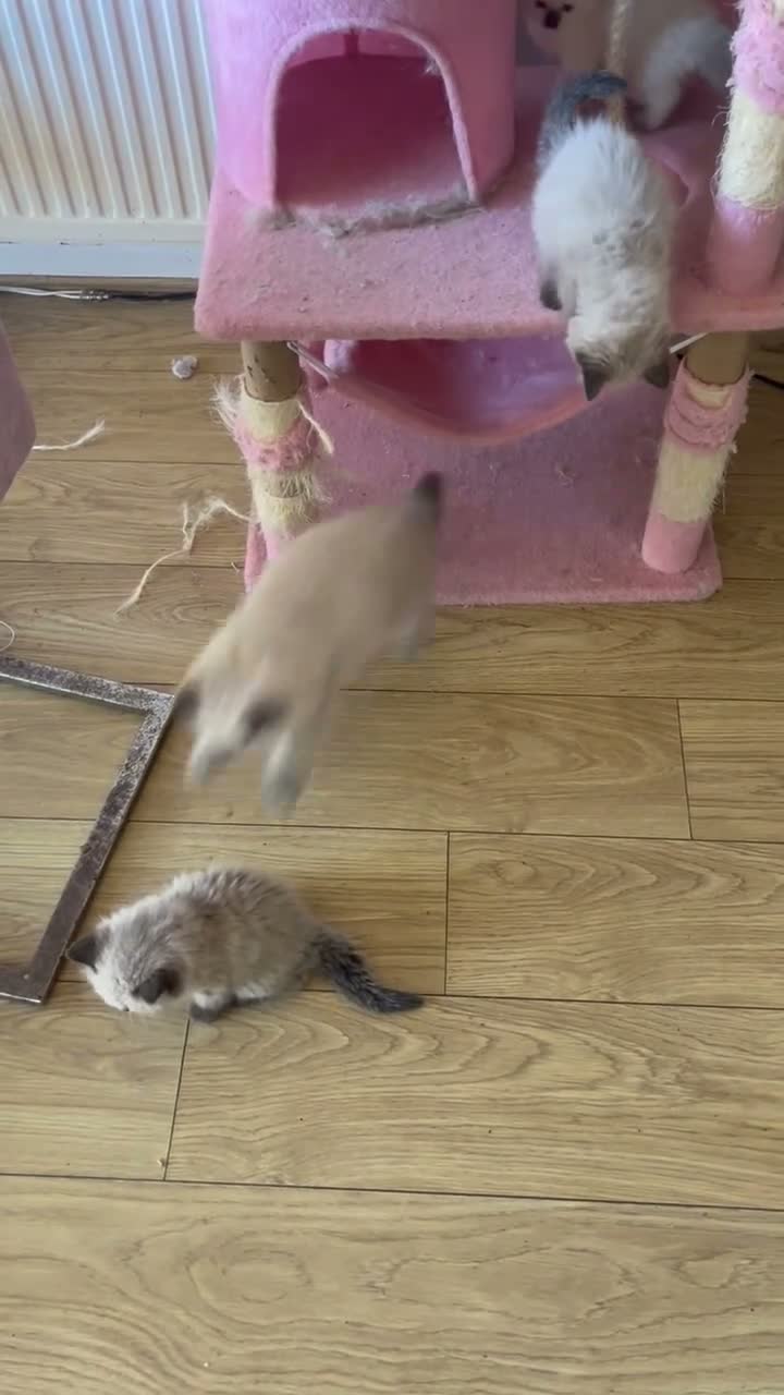 Ragdoll cats for sale: Beautiful fluffy ragdoll kittens - Video 2
