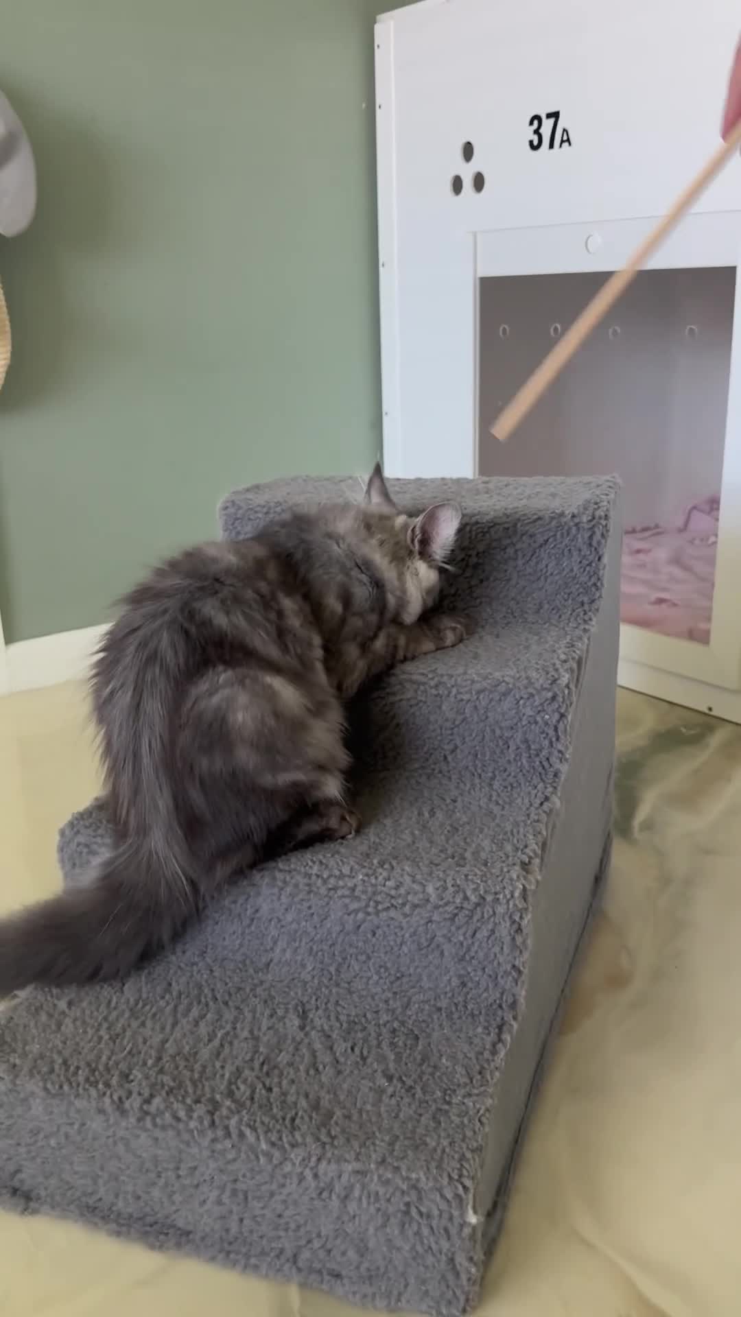 Maine Coon cats for sale: ONLY 3 TICA REG GIRLS LEFT FROM LICENSED BREEDERS - Video 3