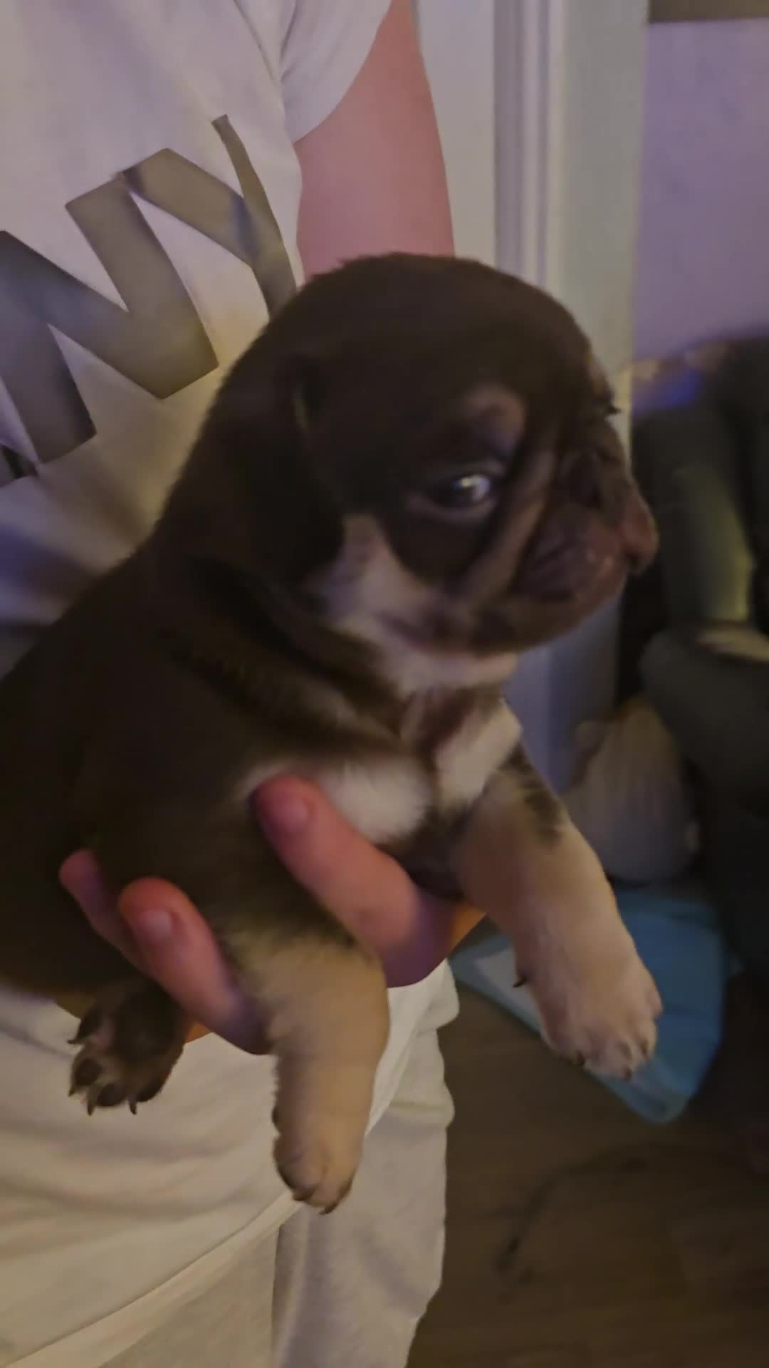 Pug dogs for sale: Kc registered Pug puppies  - Video 2