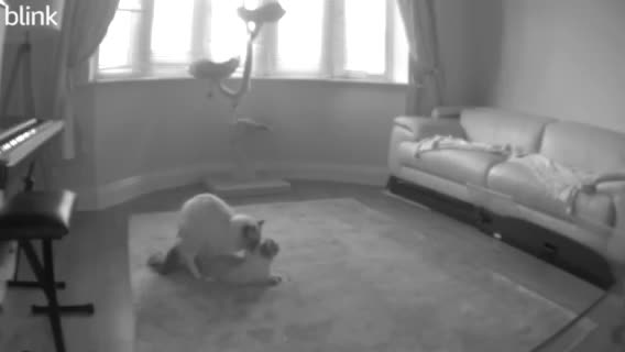 Ragdoll cats for stud: G.Champion✅GCCF/TICA Reg✅FIV/FELV/DNA✅Ragdoll stud in London - Video 1
