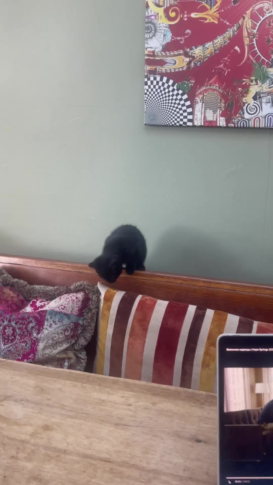 Mixed Breed cats for sale: Little kittens for sale - Video 2