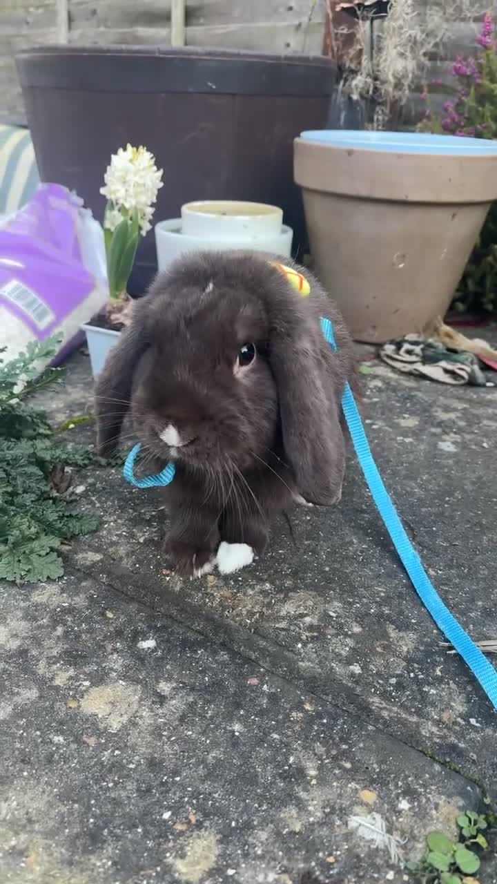 Mini Lop rabbits for sale: Chocolate mini lop buck for sale in Gravesend - Video 1