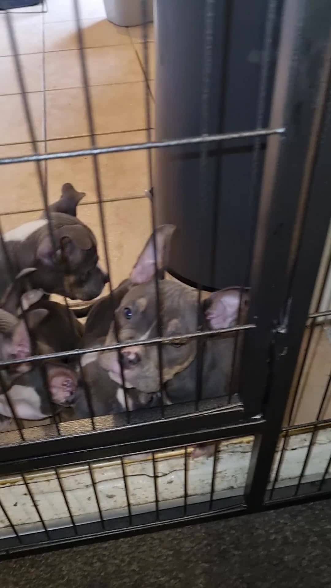 American Bully dogs for sale: Blue & lilac tri pocket bully’s  - Video 1