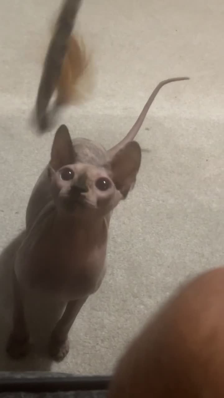 Sphynx cats for sale: My gorgeous pair  - Video 4