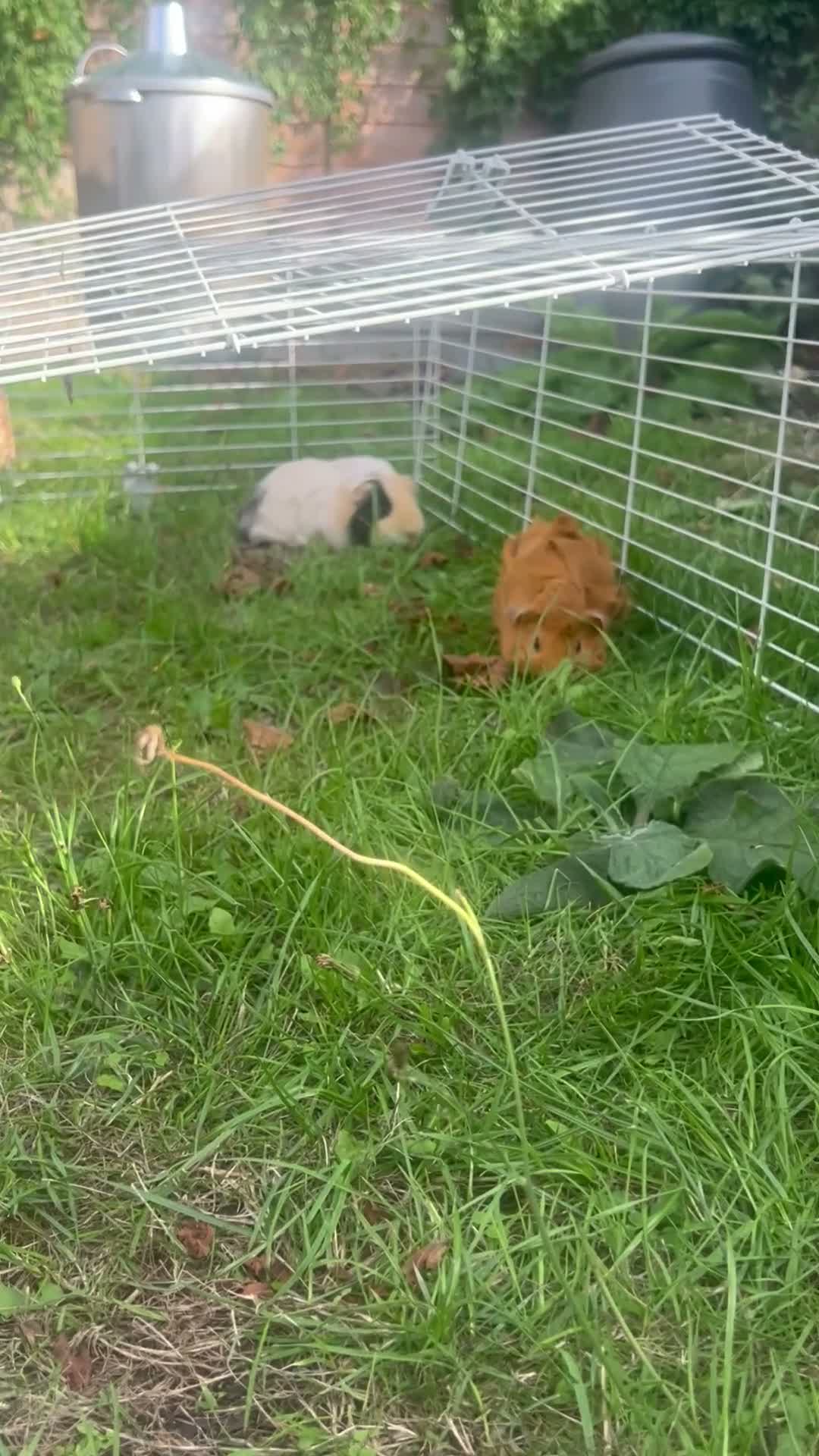 Guinea Pig rodents for sale: 2 Guinea pigs & cage+supplies - Video 1