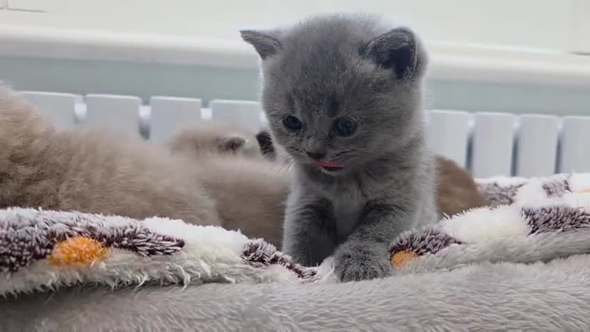 British Shorthair cats for sale: Gorgeous British Shorthair kittens Cute & Adorable - Video 2