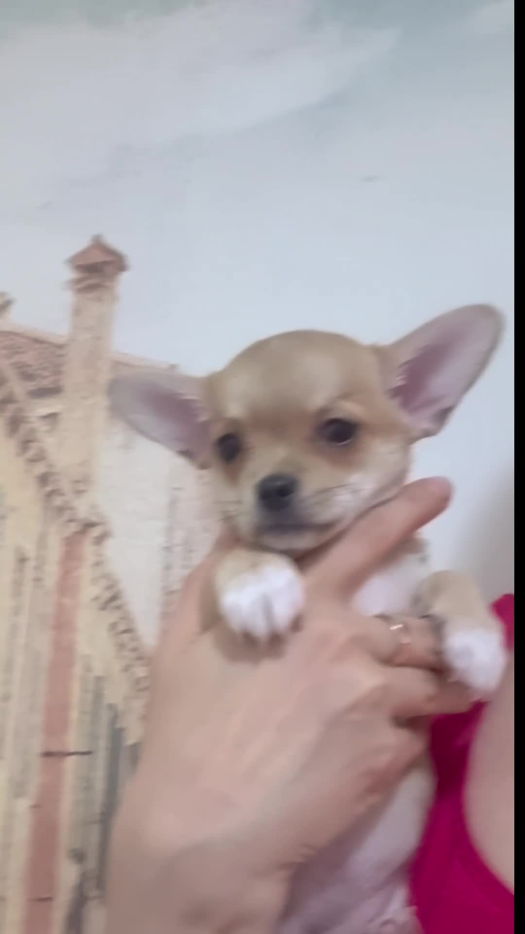 Chihuahua dogs for sale: 🐾Chihuahua Girls ready for forever loving homes - Video 2