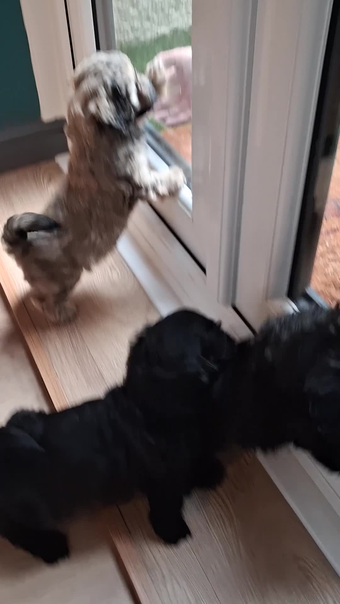 Mixed Breed dogs for sale: Lhasapoo puppies  in Barrow-in-Furness - Video 1