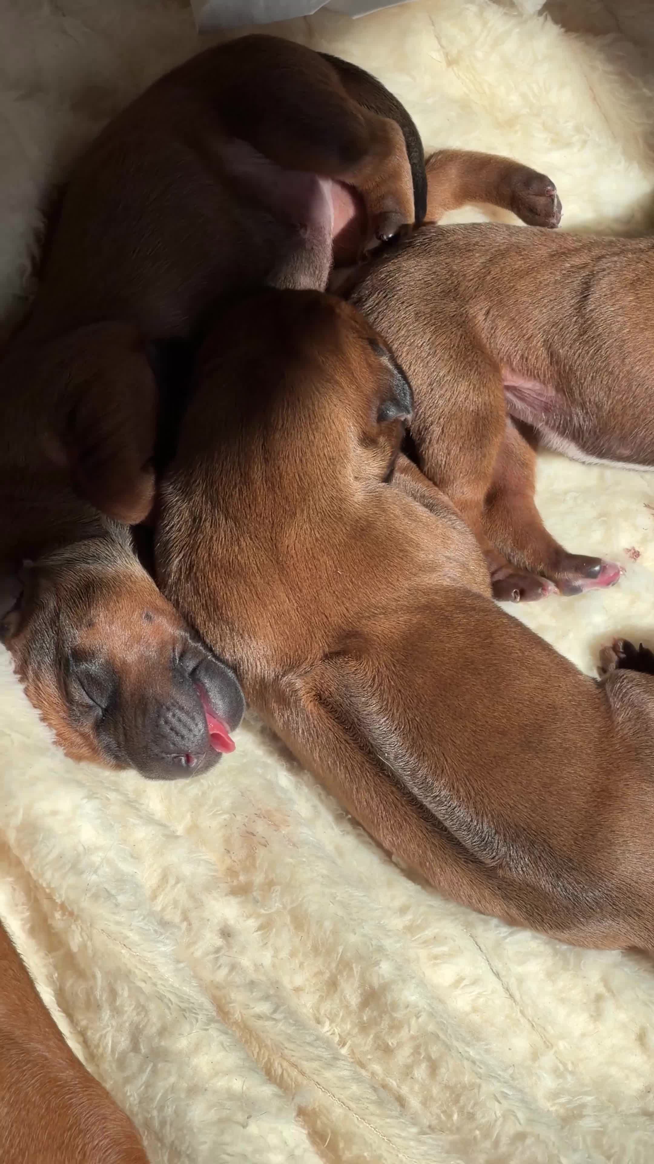 Rhodesian Ridgeback dogs for sale: Outstanding Rhodesian Ridgeback puppies in Darwen - Video 1