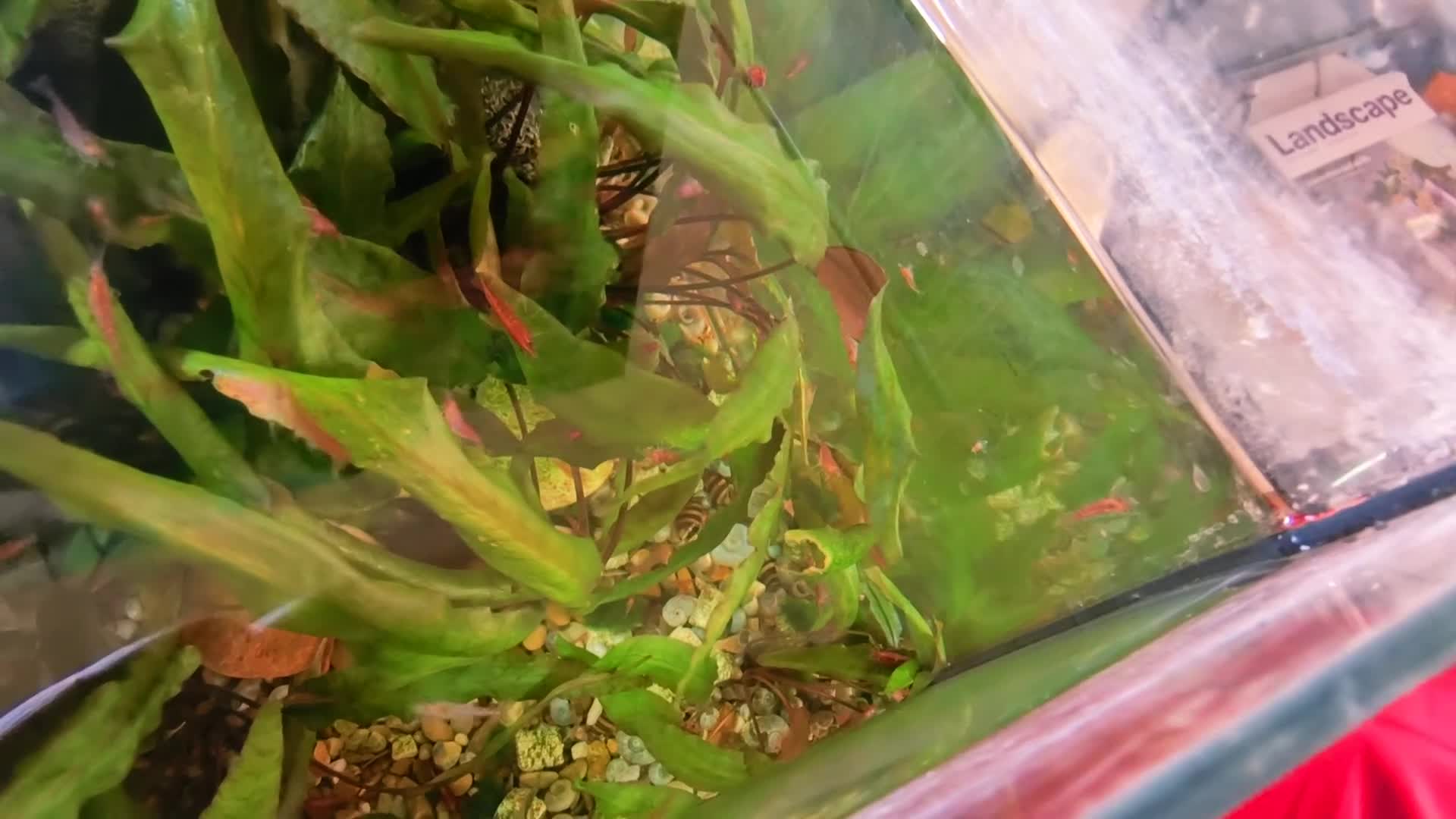 Shrimps fish for sale: Red Shrimps 1 pound each collection only  - Video 2