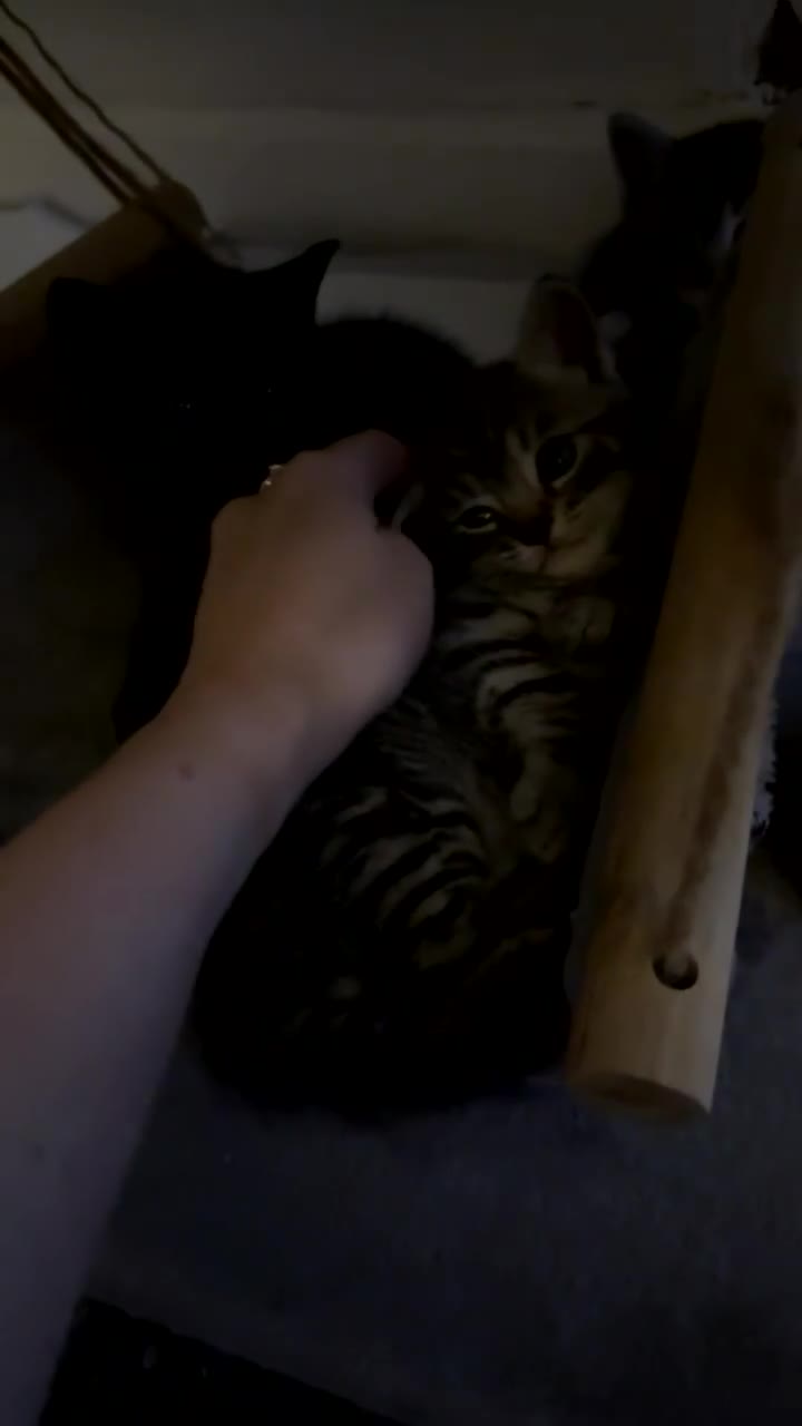 Mixed Breed cats for sale: 3 BEAUTIFUL BOYS READY TO GO 7/1 - Video 1