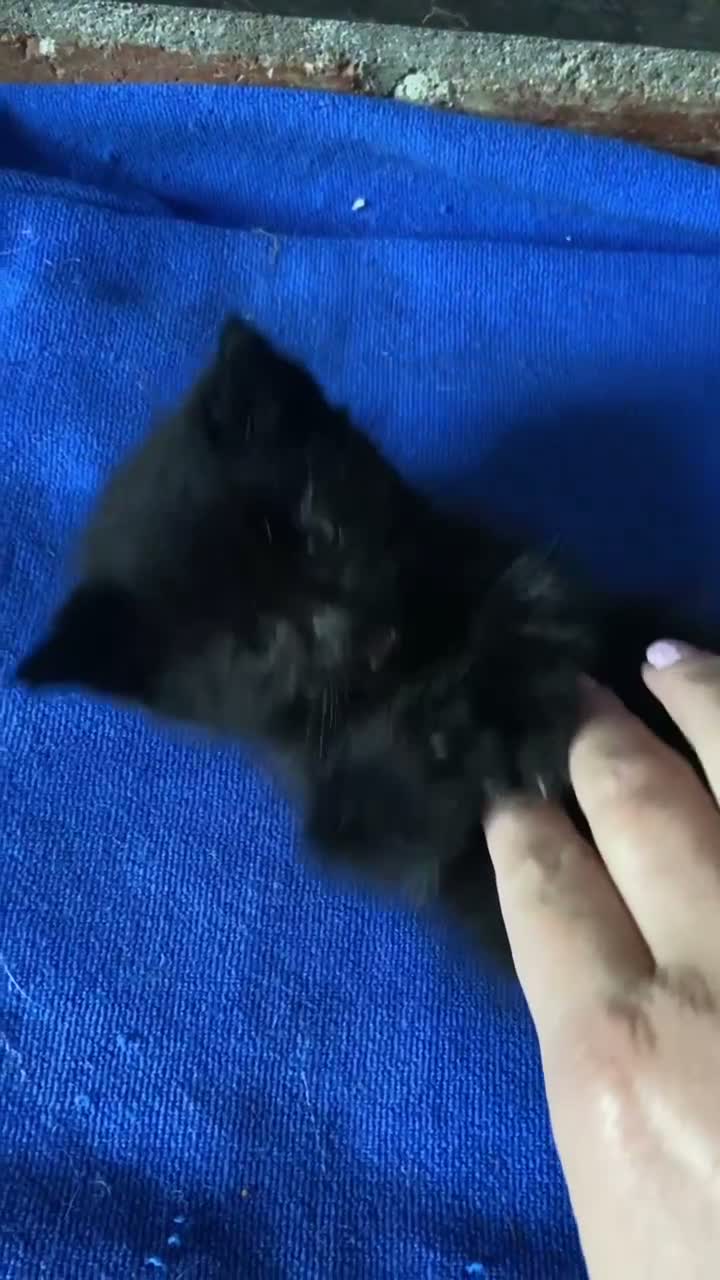 Mixed Breed cats for sale: 1 little full black boy - Video 1